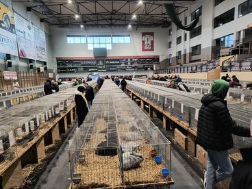 XX Ogólnopolska Wystawa Królików Rasowych w Wieluniu za nami